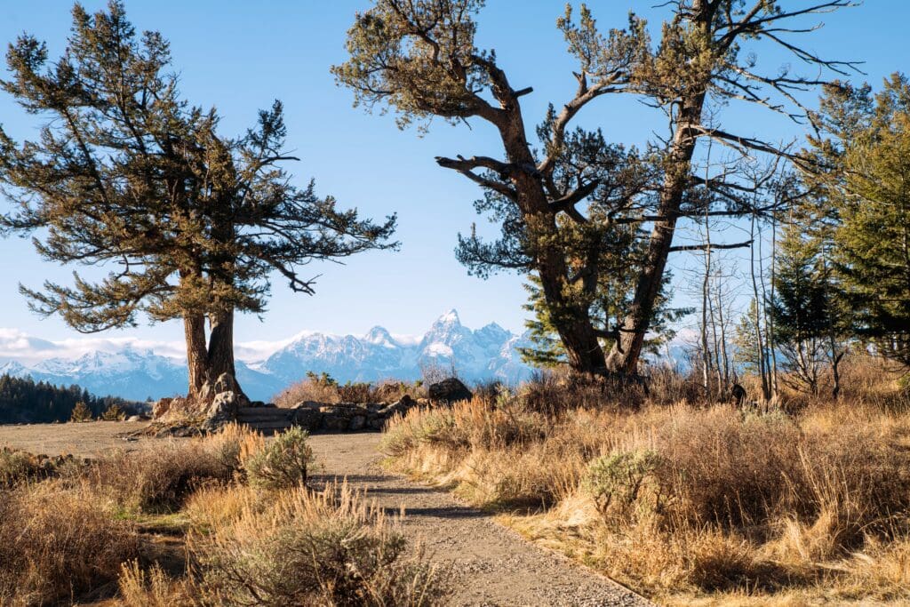Grand Teton mountain range framed by two trees and walking path.