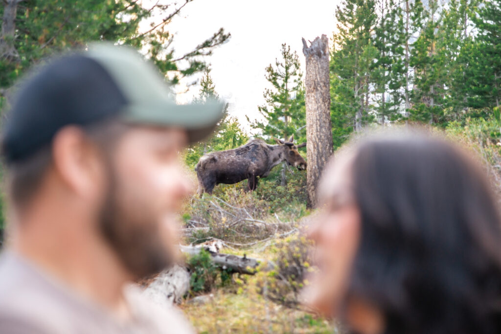 Moose in woods framed by faces of man and woman out of focus, capture by Grand Teton engagement photographer.